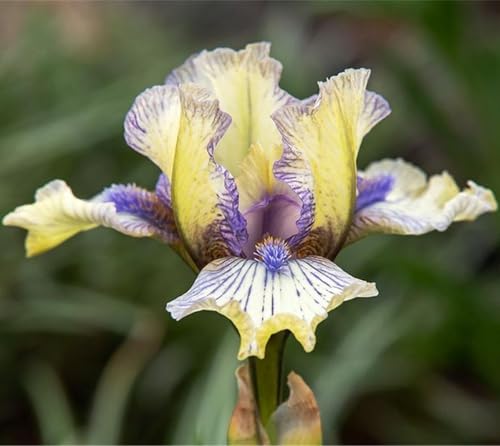Schwertlilien Winterhart Staude,Schwertlilien Winterharte Mehrjährig, Schwertlilie Zwiebeln, Schwertlilie Pflanze, Iris zwiebeln-10 Knollen-E Schwertlilien Winterhart Staude,Schwertlilien Winterharte Mehrjährig, Schwertlilie Zwiebeln, Schwertlilie Pflanze, Iris zwiebeln-10 Knollen-E von ZZNCHH