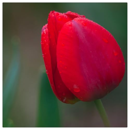 Winterhart pflanzen, Mysteriöse magische Glühbirne, Blumenzwiebel, Luftreinigung, Lebende Pflanzen,Mehrjährige Blumenzwiebel ist winterhart-10 tulpen zwiebeln-G von ZZNCHH