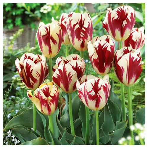 Winterhart pflanzen, Mysteriöse magische Glühbirne, Blumenzwiebel, Luftreinigung, Lebende Pflanzen,Mehrjährige Blumenzwiebel ist winterhart-10 tulpen zwiebeln-H von ZZNCHH