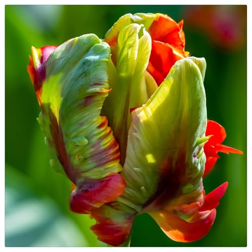 Winterhart pflanzen, Mysteriöse magische Glühbirne, Blumenzwiebel, Luftreinigung, Lebende Pflanzen,Mehrjährige Blumenzwiebel ist winterhart-5 tulpen zwiebeln-C Winterhart pflanzen, Mysteriöse magische Glühbirne, Blumenzwiebel, Luftreinigung, Lebende Pflanzen,Mehrjährige Blumenzwiebel ist winterhart-5 tulpen zwiebeln-C von ZZNCHH