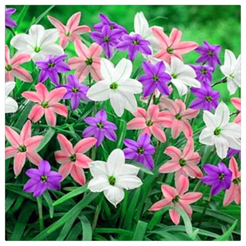 Winterhart pflanzen, Seltene, Exotisch, Mysteriöse magische Glühbirne, Mehrjährige Blumenzwiebel ist winterhart, Lebende Pflanzen,Blumenzwiebel Mix-3 Regenlilie Zwiebel von ZZNCHH