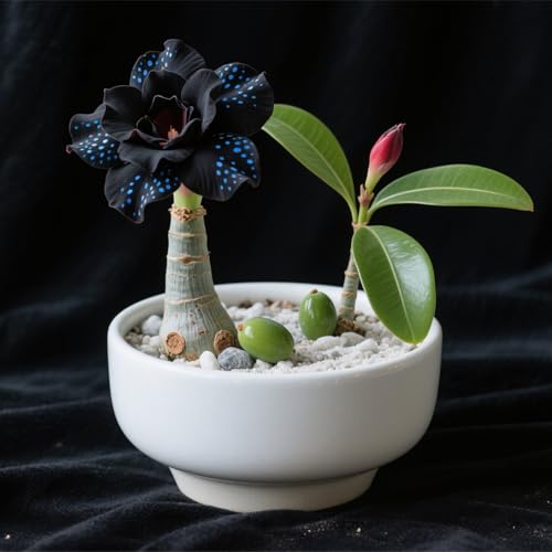 Winterhart pflanzen,Mysteriöse magische Glühbirne,Lebende Pflanzen,Mehrjährige Blumenzwiebel ist winterhart, Blumenzwiebel Mix, Gift-2 Wüstenrose knollen-D von ZZNCHH