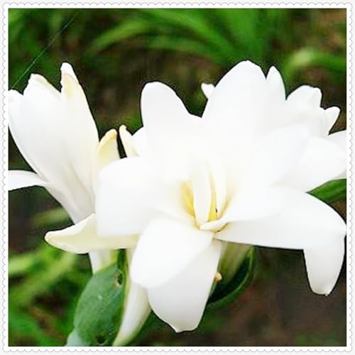 Winterharte pflanzen,Tuberosezwiebeln,Reichhaltiger Duft,Tuberose zwiebeln,Tuberose bulbs-10 Zwiebeln-A von ZZNCHH