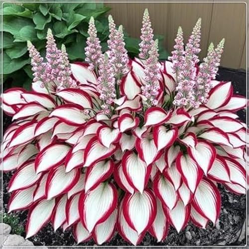 hosta pflanze,Pflanzen Funken Hosta MehrjäHrig, Winterharte pflanzen,Hosta Knollen,Funkien knollen, Große Blattpflanzen-10 Rhizom-F von ZZNCHH
