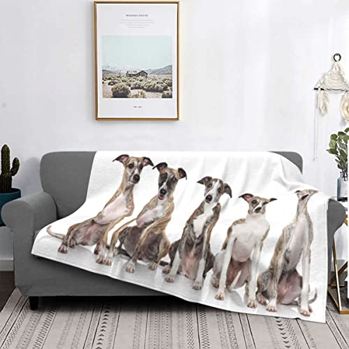 ZZXHG Kuscheldecke Kinder 130x150 WeißEr Whippet, Weiche Flauschige Plüsch Decke Tagesdecke für Erwachsene Haustier, Flanell Fleecedecke Sofadecke Couchdecke Wohndecke Sofaüberwurf von ZZXHG