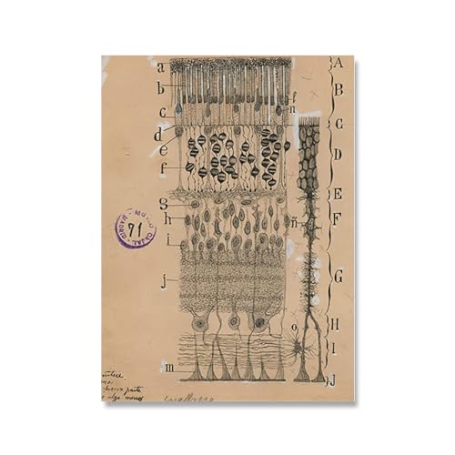 ZZYGGN GMGSW Neuron Zeichnung Santiago Ramon Y Cajal Poster Vintage Wandkunst Santiago Ramon Y Cajal Drucke Retro Leinwand Malerei Wohnkultur Bild 40x60cm Kein Rahmen ZZYGGN GMGSW Neuron Zeichnung Santiago Ramon Y Cajal Poster Vintage Wandkunst Santiago Ramon Y Cajal Drucke Retro Leinwand Malerei Wohnkultur Bild 40x60cm Kein Rahmen von ZZYGGN GMGSW
