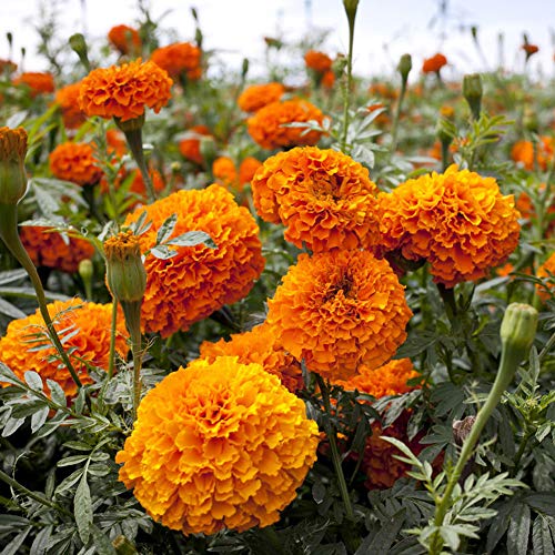 Ringelblume Bio-Samen 50 Stück Tagetes patula Bio Frisch Massiv blühende Blumenpflanzen Samen zum Pflanzen Garten Hof Dekor von Zaisheng