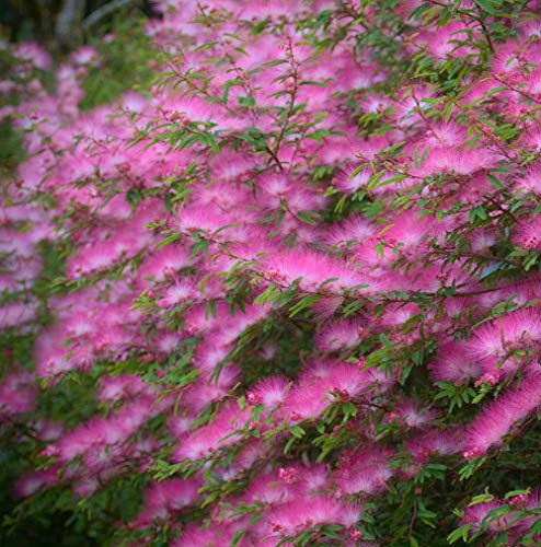 Seidenbaum Rosa Pflanzen Samen 10+ Bio Albizia Julibrissin Strauch Frische Premium Blumensamen zum Pflanzen Garten Hof im Freien von Zaisheng