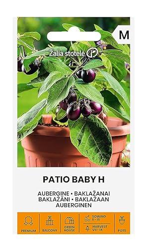 Zalia stotele | AUBERGINEN PATIO BABY H samen | Gemüsesamen | Eine frühreifende Hybridsorte | Pflanze samen | Auberginen samen | Gardensamen | 1 Pack von Žalia stotelė