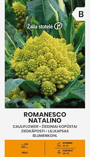 Zalia stotele | BLUMENKOHL ROMANESCO NATALINO samen | Gemüsesamen | Eine mittelfrühe Sorte, für den Anbau im Freiland oder geschüt | Pflanze samen | Blumenkohl samen | Gardensamen | 1 Pack von Žalia stotelė