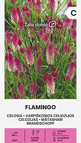 Zalia stotele | BRANDSCHOPF - FLAMINGO samen | Blumensamen | Pflanze samen | Gardensamen | 1 Pack von Žalia stotelė