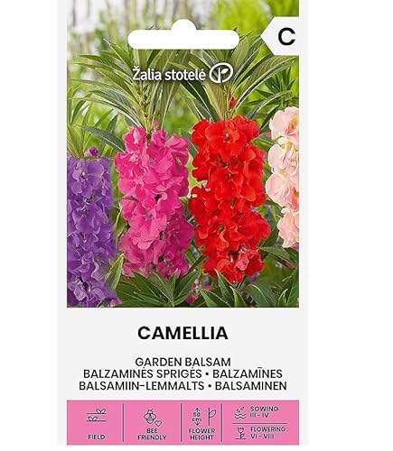 Zalia stotele | Balsaminen - Camelia samen | Blumensamen | Pflanze samen | Gardensamen | Einjährige Pflanze, 50 cm hoch, hat eine lange und ausdauernde Blütezeit | 1 Pack von Žalia stotelė