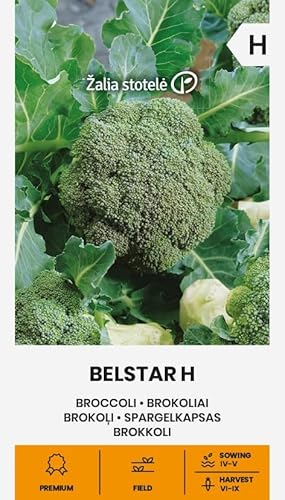 Zalia stotele | Brokkoli - Belstar H samen | Gemüsesamen | Pflanze samen | Brokkolisamen | Gardensamen | Eine frühe, robuste Sorte für die Sommer- bzw Herbsternte | 1 Pack von Žalia stotelė