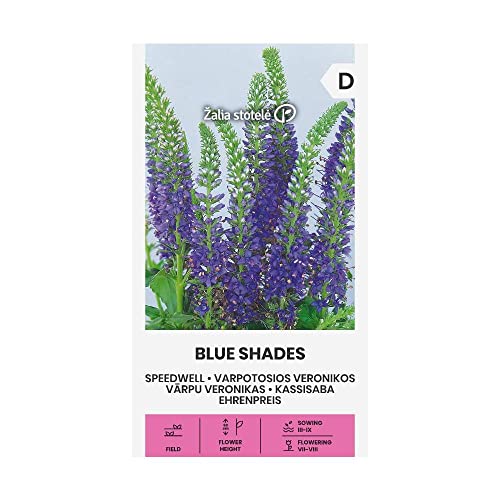 Zalia stotele | EHRENPREIS - BLUE SHADES samen | Blumensamen | Pflanze samen | Gardensamen | 1 Pack von Žalia stotelė