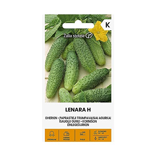 Zalia stotele | EINLEGEGURKEN LENARA H samen| Gemüsesamen | Pflanze samen | Gurkensamen | Gardensamen | 1 Pack von Žalia stotelė