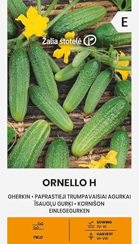 Zalia stotele | EINLEGEGURKEN ORNELLO H samen| Gemüsesamen | mittelfrühe Einlegegurken samen | Pflanze samen | Für den Anbau im Freiland | Gardensamen | 1 Pack von Žalia stotelė