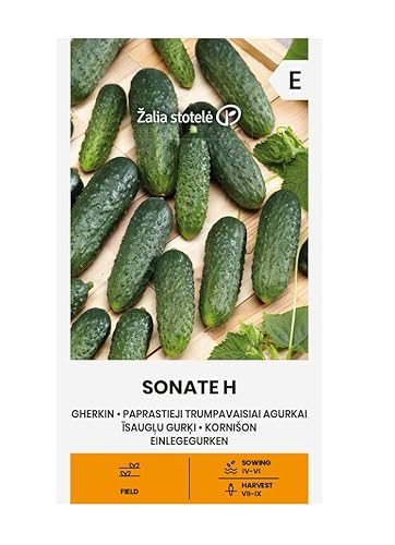 Zalia stotele | EINLEGEGURKEN SONATE H samen| Gemüsesamen | mittelfrühe Einlegegurken samen | Pflanze samen | Für den Anbau im Freiland | Gardensamen | 1 Pack von Žalia stotelė