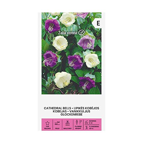 Zalia stotele | GLOCKENREBE samen | Blumensamen | Pflanze samen | Gardensamen | 1 Pack von Žalia stotelė