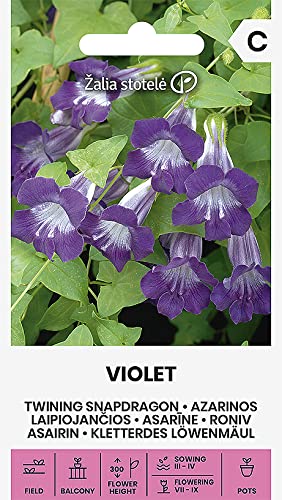 Zalia stotele | KLETTERDES LÖWENMÄUL - VIOLETsamen | Blumensamen | Pflanze samen | Gardensamen | 1 Pack von Žalia stotelė