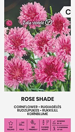 Zalia stotele | KORNBLUME - ROSE SHADE samen | Blumensamen | Pflanze samen | Gardensamen | 1 Pack von Žalia stotelė
