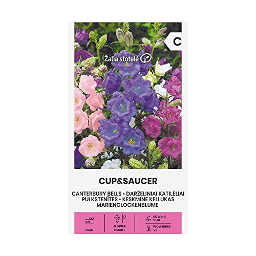 Zalia stotele | MARIENGLOCKENBLUME - CUP&SAUCER samen | Blumensamen | Pflanze samen | Gardensamen | 1 Pack von Žalia stotelė