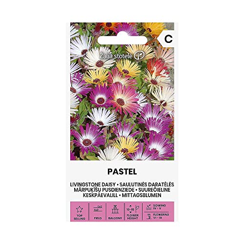 Zalia stotele | MITTAGSBLUMEN - PASTEL samen | Blumensamen | Pflanze samen | Gardensamen | 1 Pack von Žalia stotelė