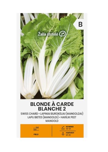 Zalia stotele | Mangold - Blonde à carde blanche 2 samen | Gemüsesamen | Pflanze samen | Mangoldsamen | EiFür den Verzehr eignen sich Blätter und Stiele | 1 Pack von Žalia stotelė