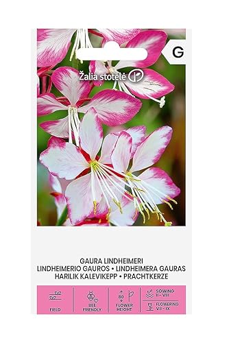 Zalia stotele | Prachtkerze samen | Blumensamen | Pflanze samen | Gardensamen | Einjährige, sommergrüne Staude mit kleinen, schalenförmigen Blüten | 1 Pack von Žalia stotelė