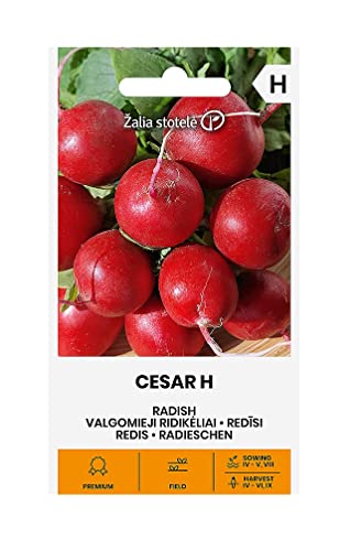 Zalia stotele | RADIESCHEN | CESAR H samen | Gemüsesamen | Mittelfrühe, sehr produktive Sorte | Pflanze samen | Radieschen samen | Gardensamen | 1 Pack von Žalia stotelė