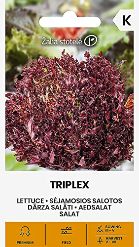 Zalia stotele | SALAT TRIPLEX samen| Gemüsesamen | Pflanze samen | Salat samen | Gardensamen | 1 Pack von Žalia stotelė