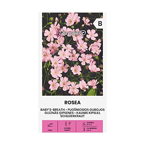 Zalia stotele | SCHLEIERKRAUT - ROSEA samen | Blumensamen | Pflanze samen | Gardensamen | 1 Pack von Žalia stotelė