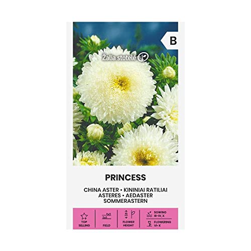 Zalia stotele | SOMMERASTERN - PRINCESS 2 samen | Blumensamen | Pflanze samen | Gardensamen | 1 Pack von Žalia stotelė