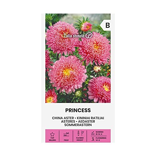 Zalia stotele | SOMMERASTERN - PRINCESS samen | Blumensamen | Pflanze samen | Gardensamen | 1 Pack von Žalia stotelė