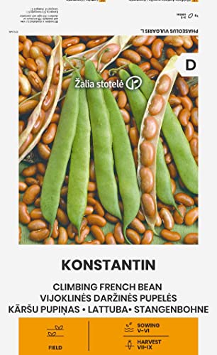 Zalia stotele | STANGENBOHNE KONSTANTIN samen | Gemüsesamen | Pflanze samen | Bohnensamen | Gardensamen | 1 Pack von Žalia stotelė