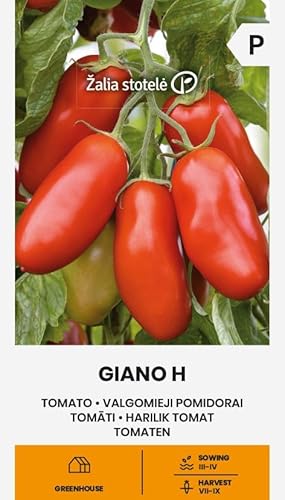 Zalia stotele | Tomaten - Giano H samen | Gemüsesamen | Pflanze samen | Tomatensamen | Mittelfrühe, produktive, hochwachsende Stabtomate | 1 Pack von Žalia stotelė