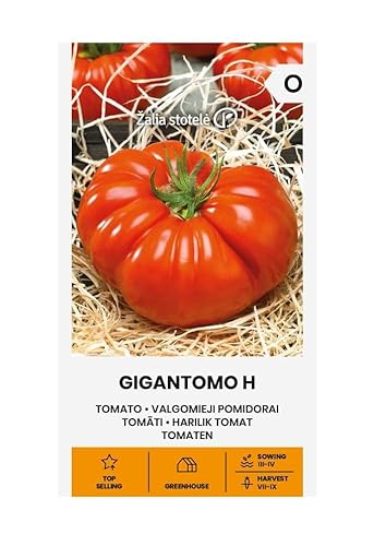 Zalia stotele | Tomaten - Gigantomo H samen | Gemüsesamen | Pflanze samen | Tomatensamen | Rot, glänzend und sehr fleischig | Fruchtfleisch hat einen aromatischen, kräftigen Geschmack | 1 Pack von Žalia stotelė