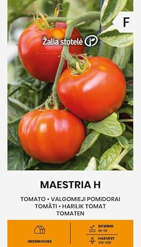 Zalia stotele | Tomaten - Maestria H samen | Gemüsesamen | Pflanze samen | Tomatensamen | Mittelfrühe, produktive und resistente Hybride | 1 Pack von Žalia stotelė