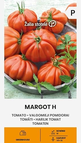 Zalia stotele | Tomaten - Margot H samen | Gemüsesamen | Pflanze samen | Tomatensamen | Mittelspäte, hochwachsende Hybride | 1 Pack von Žalia stotelė