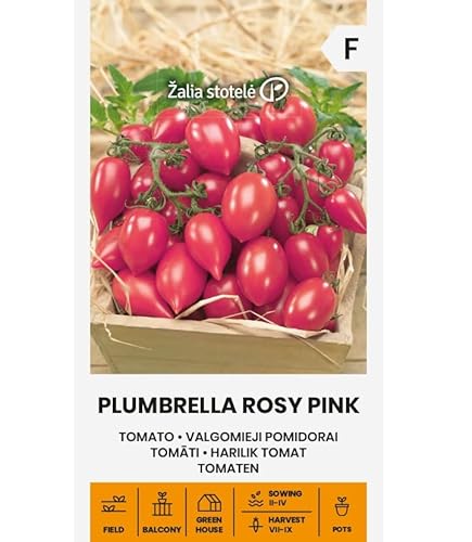 Zalia stotele | Tomaten - Plumbrella Rosy Pink samen | Gemüsesamen | Tomatensamen | Die Pflanzen der Topftomaten-Serie, eine frühe Sorte, klein und buschig mit kleinen knackigen Früchten | 1 Pack von Žalia stotelė