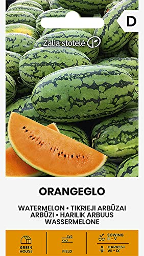 Zalia stotele | WASSERMELONE ORANGEGLO samen| Gemüsesamen | Pflanze samen | Wássermelone samen | Gardensamen | 1 Pack von Žalia stotelė