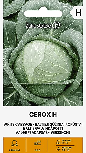 Zalia stotele | WEISSKOHL CEROX H samen| Gemüsesamen | Pflanze samen | Kohlsamen | Gardensamen | 1 Pack von Žalia stotelė