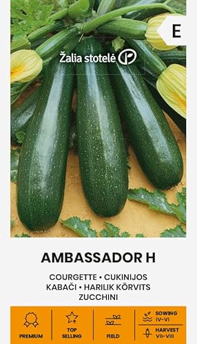 Zalia stotele | ZUCCHINI AMBASSADOR H samen | Gemüsesamen | Eine frühe Hybridsorte, wachsen buschig | Pflanze samen | Zucchini samen | Gardensamen | 1 Pack von Žalia stotelė