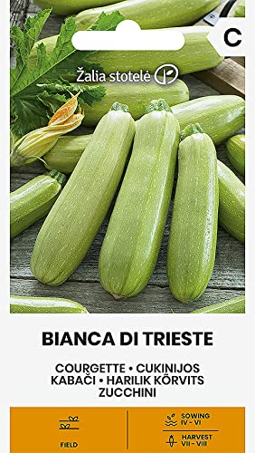 Zalia stotele | ZUCCHINI BIANCA DI TRIESTE samen | Gemüsesamen | Pflanze samen | Zucchinisamen | Gardensamen | 1 Pack von Žalia stotelė