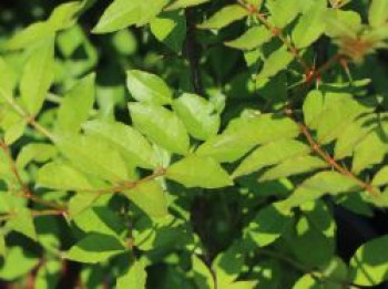 Täuschende Stachelesche, 100-125 cm, Zanthoxylum simulans, Containerware von Zanthoxylum simulans