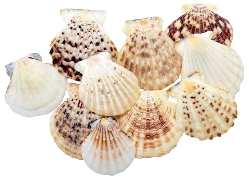 Jakobsmuscheln Natur Muscheln Tischdeko Maritim Sommer Deko 10 Stück Ø ca. 7cm Jakobsmuscheln Natur Muscheln Tischdeko Maritim Sommer Deko 10 Stück Ø ca. 7cm von ZauberDeko