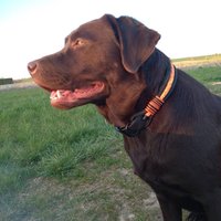 Hundehalsband Tau Verstellbar Seil Personalisierbar Ppm Biothane Geschenk von ZauberwaldManufaktur