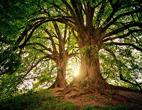 Zaundruck Outdoor Zaun & Garten Poster Banner wetterfest für außen (155 x 120 cm (6 Ösen), Zauberbaum) von Zaundruck