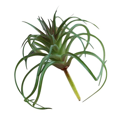 Zceplem Kunstpflanzen Indoor Tillandsia | Kleine künstliche Pflanzen-Dekoration,Luftpflanzen Bromelien für Garten, Haus, Terrarium Dekorationen und Arrangements von Zceplem