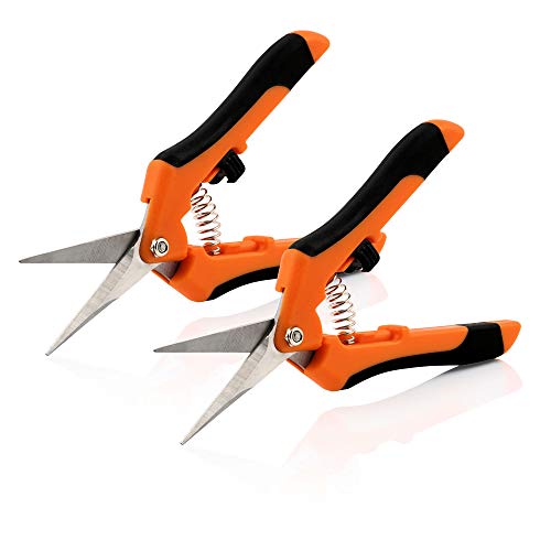 Zelsius 2er Set Ernteschere | Gerade, Spitze Klinge | Orange/Schwarz | Gartenschere Rosenschere Pflanzenschere Leseschere Grow Schere Zelsius 2er Set Ernteschere | Gerade, Spitze Klinge | Orange/Schwarz | Gartenschere Rosenschere Pflanzenschere Leseschere Grow Schere von Zelsius