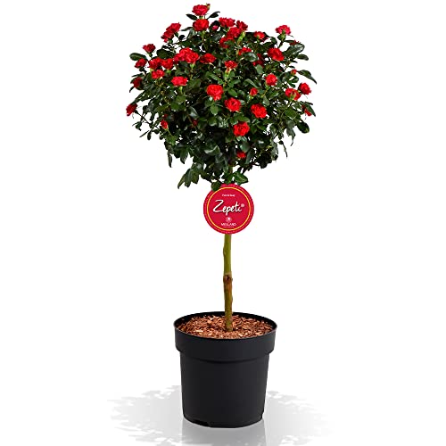 Zepeti - fun & easy Zepeti Rosenstämmchen, Ministamm, Rosenpflanze, winterhart, für Garten, Terrasse, Balkon oder Kübel, rote Blüten, 6 Liter Topf von Zepeti - fun & easy